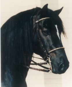 Obrazek
