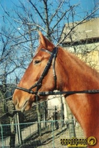 Obrazek