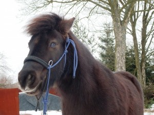 Obrazek